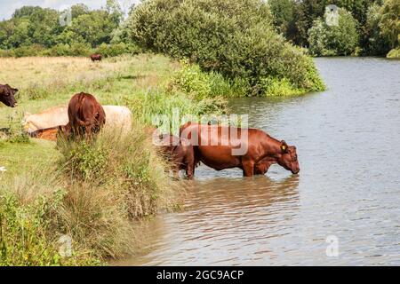 Rinderkühe an der Themse in der Nähe von Clifton Hampton Oxfordshire England Stockfoto