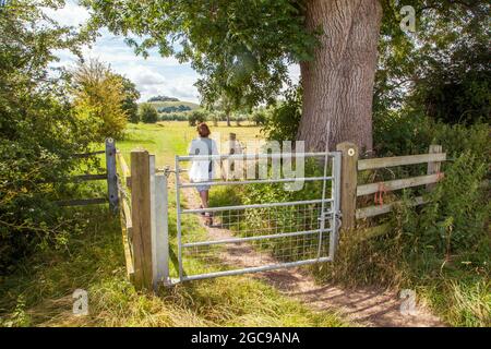 Frau, die den Thame-Fernwanderweg entlang läuft und sich Wittenham-Klumpen im ländlichen Oxfordshire nähert Stockfoto