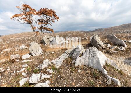 Karstlandschaft, Akiyoshidai Plateau, Yamaguchi, Japan Stockfoto