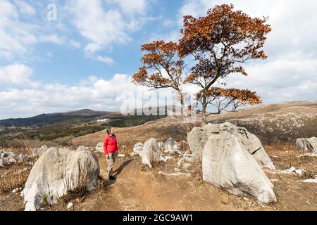 Karstlandschaft mit einem Blick auf einen Baum zwischen Kalksteinfelsen, Akiyoshidai-Hochebene, Yamaguchi, Japan Stockfoto