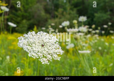 Königin Annes Spitze oder wilde Karotte (Daucus carota) blüht in einem Wildblumenfeld. Stockfoto