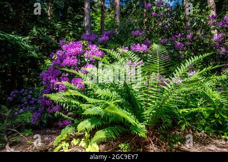 Rhododendren im Wald von Dunwich Suffolk Stockfoto