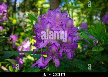 Rhododendren im Wald von Dunwich Suffolk Stockfoto