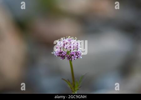 Details von kleinen Lavendelblüten auf natürlichem Hintergrund. Stockfoto