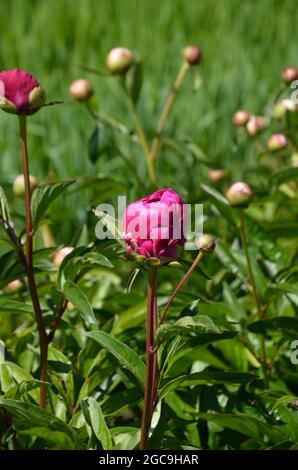 Nahaufnahme rosa Pfingstrose, rosa Pfingstrose Stockfoto