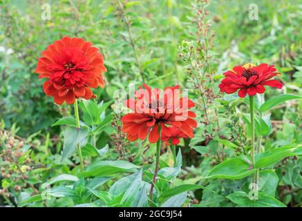 Drei rote Zinnien blühen im Sommergarten. Stockfoto