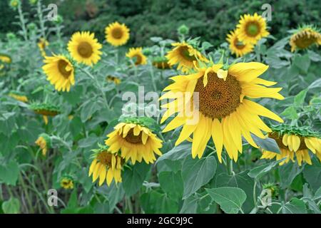 Gelbe Sonnenblumen blühen auf der Plantage. Stockfoto