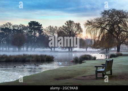 Früher nebliger Morgen an einem kalten Tag im Januar an den Teichen im Bushy Park Stockfoto