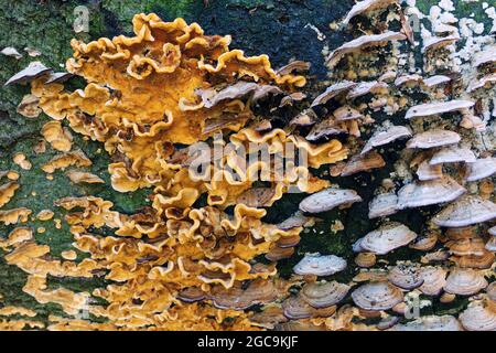 Holzverwesungs-Pilz auf altem Baumstumpf, zwei verschiedene Arten, die sich in der Nähe voneinander wachsen Stockfoto
