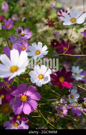 Helle und farbenfrohe cosmea blüht an einem sonnigen Tag auf einem Blumenbeet. Stockfoto