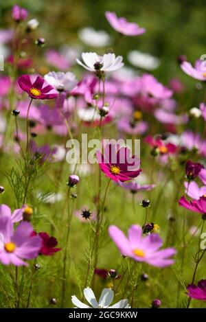 Helle und farbenfrohe cosmea blüht an einem sonnigen Tag auf einem Blumenbeet. Stockfoto