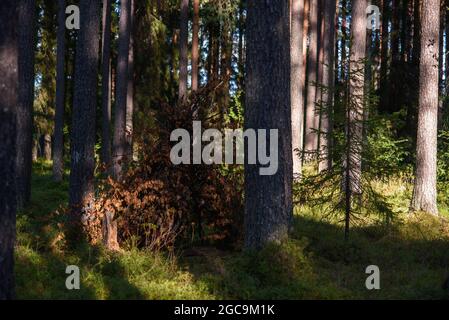 Eine Hütte aus Laubzweigen im Wald inmitten hoher Bäume. Stockfoto
