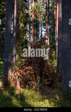 Eine Hütte aus Laubzweigen im Wald inmitten hoher Bäume. Stockfoto