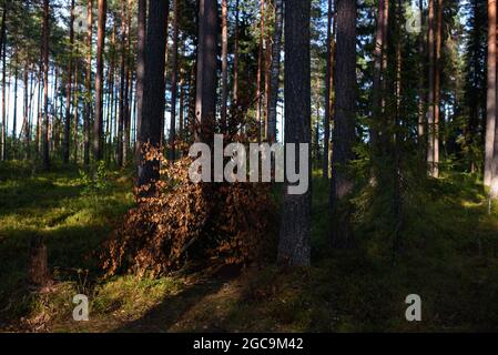Eine Hütte aus Laubzweigen im Wald inmitten hoher Bäume. Stockfoto