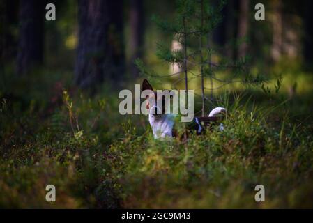 Porträt eines Jack Russell Terrier auf einem Spaziergang im Wald. Stockfoto