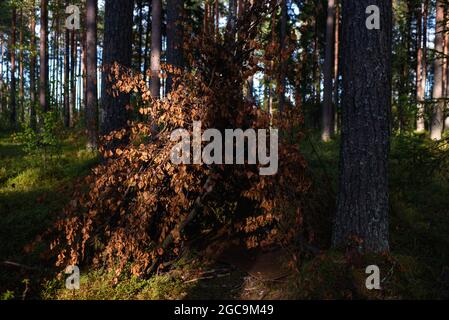 Eine Hütte aus Laubzweigen im Wald inmitten hoher Bäume. Stockfoto