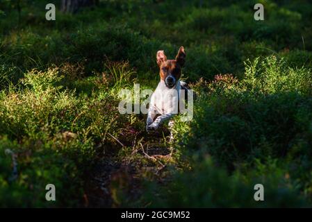 Porträt eines Jack Russell Terrier auf einem Spaziergang im Wald. Stockfoto