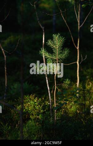 Eine kleine Kiefer im Wald im Licht der Sonne Stockfoto