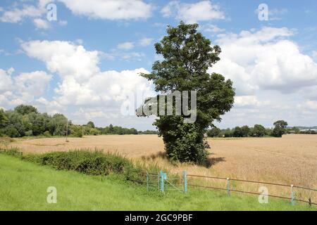 Theobalds Park, Waltham Cross, wurde im August 2021 als neues Sunset Film Studio in Hertfordshire vorgeschlagen (an der A10, direkt an der M25, Abfahrt 25) Stockfoto