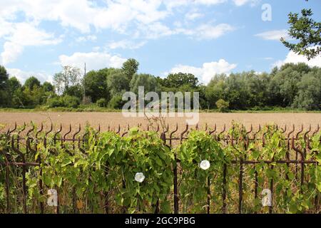 Theobalds Park, Waltham Cross, wurde im August 2021 als neues Sunset Film Studio in Hertfordshire vorgeschlagen (an der A10, direkt an der M25, Abfahrt 25) Stockfoto