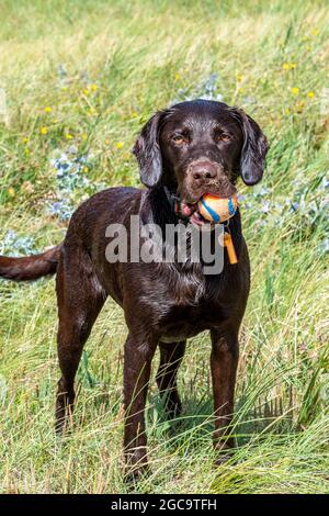 labrador, springer Spaniel, Labradinger, springerdor, springador, Cross Breed, Cross Breeding, Gundog, Retriever, Hund spielen fetch mit Ball, Hund. Stockfoto