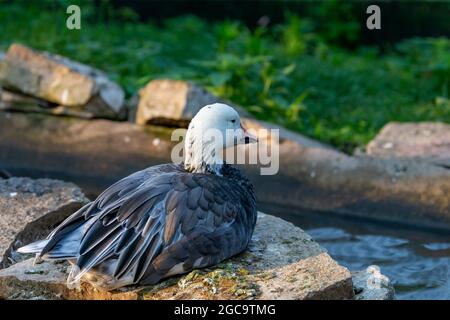 Die Schneegans (Anser caerulescens)i n einem zoopark . Die dunkle Morphe, die oft als blaue Gans bekannt ist, ist eine in Nordamerika heimische Gänseart. Stockfoto