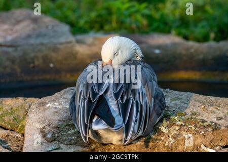 Die Schneegans (Anser caerulescens)i n einem zoopark . Die dunkle Morphe, die oft als blaue Gans bekannt ist, ist eine in Nordamerika heimische Gänseart. Stockfoto