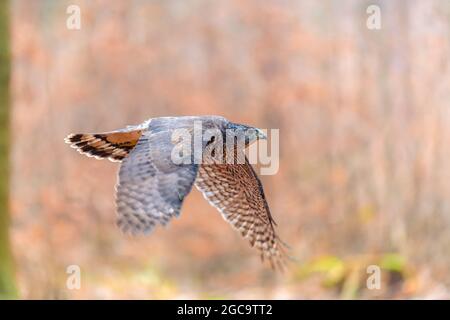 Der nördliche Habicht (Accipiter gentilis) sitzt auf einem Stock. Herbstwald, farbenfroher Hintergrund, warme Farben am frühen Abend. Stockfoto