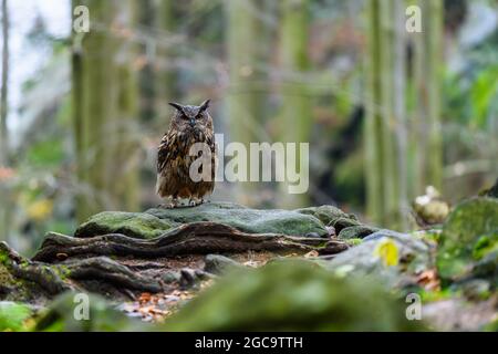 Die eurasische Adlereule (Bubo bubo), die in einem Herbstwald auf einem Stein sitzt und nach Nahrung sucht. Stockfoto