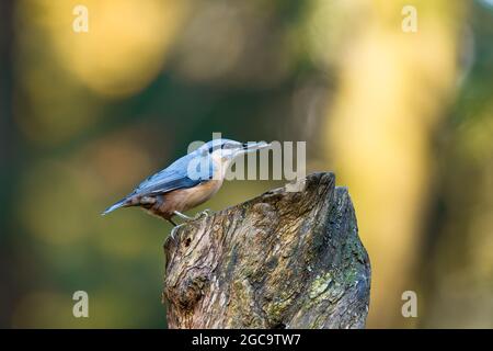 Der eurasische Kleiber (Sitta europaea) steht auf einem Baumstumpf mit Sonnenblumenkernen im Schnabel. Herbstfarben, schönes Bokeh. Stockfoto