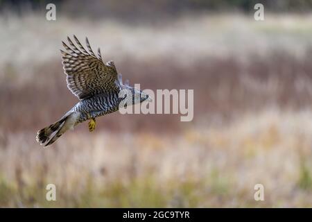 Der nördliche Habicht (Accipiter gentilis) im Herbst im Flug über einem Feld. Ausgestreckte Flügel, ein schnell fliegender Vogel auf der Jagd. Stockfoto