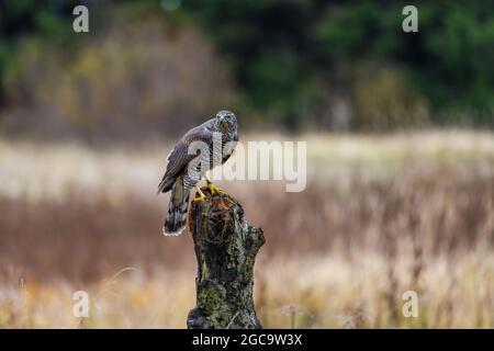 Der nördliche Habicht (Accipiter gentilis) sitzt auf einem Barsch und sucht nach Beute. Herbst, das Feld ist im Hintergrund. Stockfoto