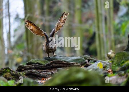 Die eurasische Adlereule (Bubo bubo) fliegt in einem wunderschönen Herbstwald für ihre Beute. Eule auf der Jagd. Stockfoto