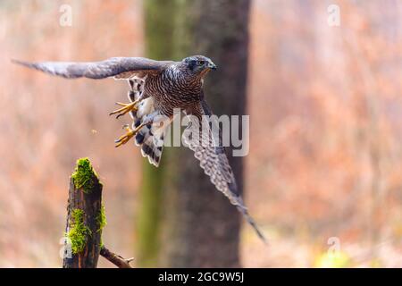 Der nördliche Habicht (Accipiter gentilis) sitzt auf einem Stock. Herbstwald, farbenfroher Hintergrund, warme Farben am frühen Abend. Stockfoto
