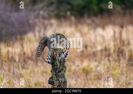 Der nördliche Habicht (Accipiter gentilis) im Flug, bereitet sich auf die Landung vor. Spreizung der Flügel und Beine nach vorne, Landung. Stockfoto