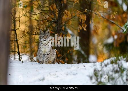 Eurasischer Luchs (Luchs) im Winterwald im Schnee. Großes Katzentier, junges Tier. Stockfoto