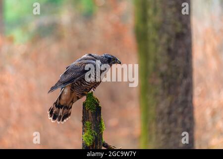 Der nördliche Habicht (Accipiter gentilis) sitzt auf einem Stock. Herbstwald, farbenfroher Hintergrund, warme Farben am frühen Abend. Stockfoto