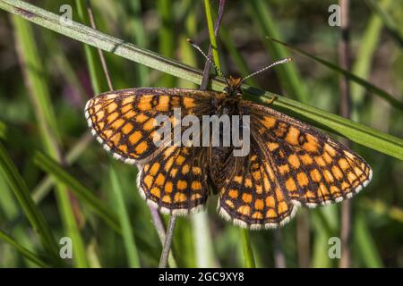 Ein Heide Fritillary sitzt auf der Blume Stockfoto