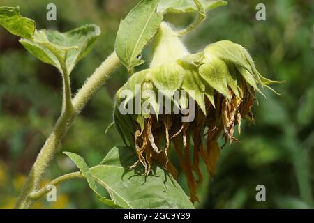 Eine verwelkte Sonnenblume (Helianthus annuus) mit einem verblassten holländischen Garten als Hintergrund. Sommer, August, Niederlande Stockfoto