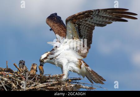 Fischadler füttern Fische an Nestlinge in einem Nest am St. Joe's River, Lake Coeur d'Alene, Idaho. Stockfoto