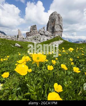 Frisches grünes Gras und gelbe Blumen Landschaftsfoto mit Felsformation Cinque Torri, Cinque Torri di Averau Gipfel 2361 m in der Provinz Belluno, nördlich Stockfoto