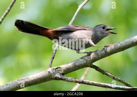 Ein grauer Catbird, der auf einem Ast in einem Baum im Südwesten von Ontario, Kanada, thront. Stockfoto