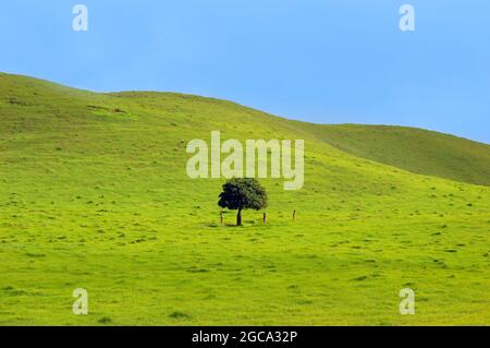 Üppiges grünes Gras bedeckt die felsigen Weiden der Kohala Mountains auf der Big Island von Hawaii. Kleiner einbeiner Baum sitzt mitten auf der Weide. Stockfoto