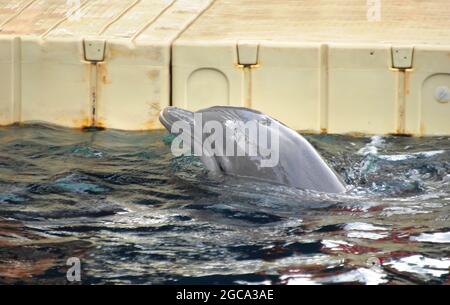 Delfin hebt sich aus dem Wasser, um von seinem Trainer um ein Leckerbissen zu betteln. Flaschennase Delfin schwimmend neben Dock. Stockfoto