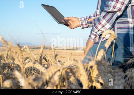 Nahaufnahme einer Frau, die den Tablet-pc in Weizenstielen mit der Hand berührt. Agronom erforscht Weizenohren. Landwirt mit Tablette in Weizenfeld. Wissenschaftler, die im Bereich der Landwirtschaft Technologie . Stockfoto
