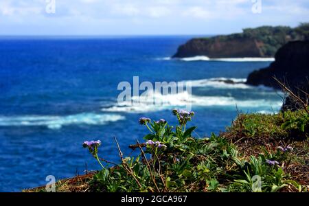 Wildblumen blühen entlang der Klippen mit Blick auf den Alenuihaha Kanal vor der Big Island von Hawaiis Nordküste. Stockfoto