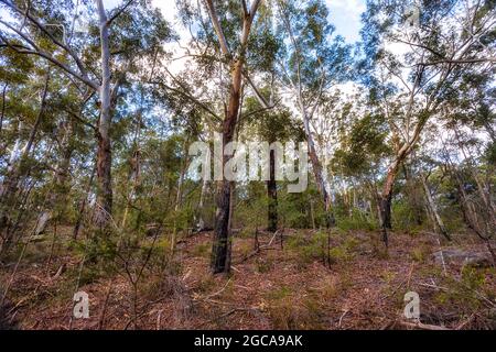 Endemischer Kaugummiwald rund um den Lake Parramatta in Sydney West - malerische Outback-Landschaft. Stockfoto