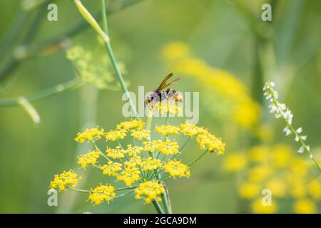 Die asiatische Hornisse auf Fenchel, auch bekannt als die gelbe Hornisse oder asiatische Raubwespen, ist eine Hornit-Art, die in Südostasien beheimatet ist. Stockfoto