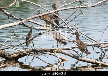 Eine Gruppe von Juvenile Black-Crowned Night Herons thront auf einer Gruppe von teilweise untergetauchten Zweigen in einem See. Stockfoto