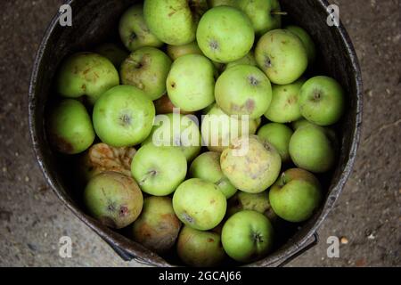 Green Putrid Rotten Sie Äpfel im Eimer Stockfoto